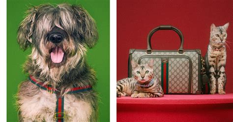 gucci ペット用品|グッチ初「ペットコレクション」誕生、“イチゴ モチーフ”ウェア .